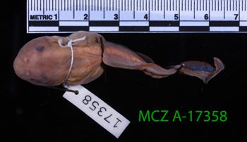 Media type: image;   Herpetology A-17358 Description: Specimen photo;  Aspect: whole body dorsal